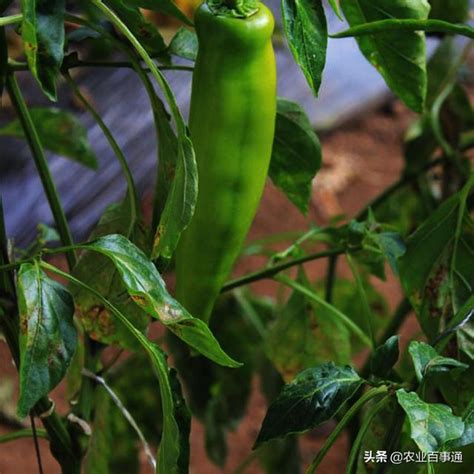 辣椒要怎麼種|辣椒種植大全：頂級品種、栽培秘訣與照護指南